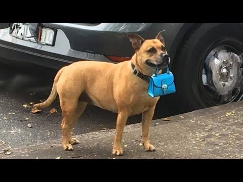 Dogs Who Fail At Being Dogs 😂 New Funniest Dog Video