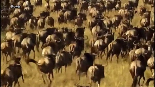 الحمض النووي (DNA) وتاريخ التطور DNA: قصة التطور التي تُروى من داخل الجينات يمثل الحمض النووي (DNA) الكتاب الأعمق الذي دوّن تاريخ الحياة على الأرض. ومن خلال فحص شفراته، يكشف العلماء ليس فقط عن كيفية عمل أجسامنا اليوم، بل أيضًا عن **الرحلة التطورية التي قطعتها الكائنات الحية عبر مليارات السنين**. في هذا السياق، يأخذنا عالم الوراثة والصحفي العلمي **آدم رذرفورد** في جولة داخل أعماق المادة الوراثية، باحثًا عن خيوط القصة الكبرى للحياة. أصل الحياة: العتائق الاسم العلمي: Archaea وتسمى أيضًا البَدْئِيَا