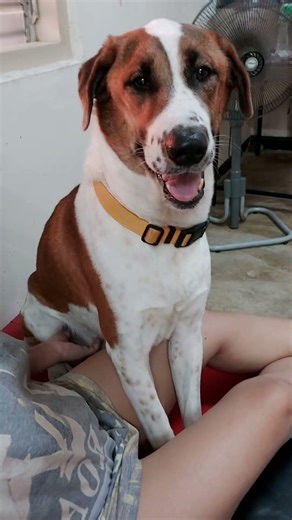 ชายเบิ้ม #dog #love #dogsofinstagram #beautiful #puppy #instagood #dogs#Short videos