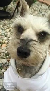 Teddy wooing his pack! ❤️ | Colorado Miniature Schnauzer Rescue & Vintage Dog Rescue