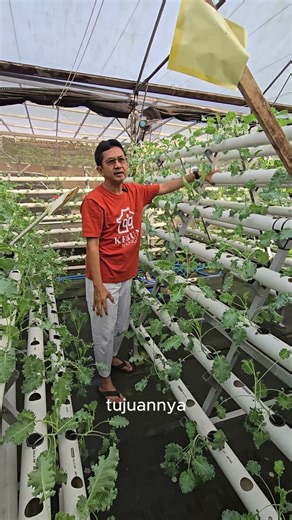 Tipe modul hidroponik NFT A-frame