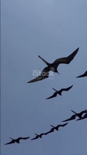 Why Birds Can Sleep While Flying – Cool animal adaptation explained.