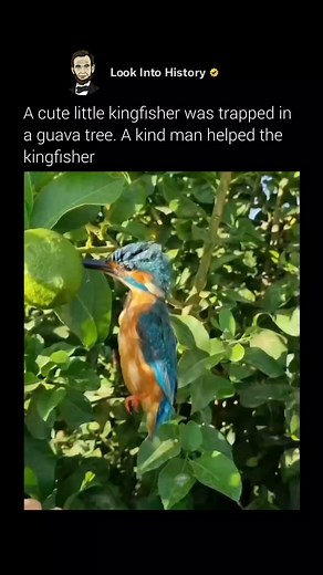 The kingfisher is known for lightning-fast hunting over water, diving with pinpoint accuracy to catch fish. But here’s the unexpected part — sometimes its long, narrow beak gets stuck while trying to bite into fruit like jamun or berries. 🫐 Because the beak is built for slipping into water, sticky fruit skins or seeds can wedge between the upper and lower parts, making it tough to open again. A wrong angle or a bump against a branch can jam it too. Even though kingfishers are famous for fishing