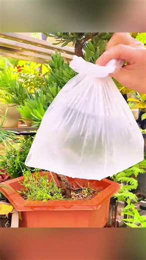 This Water Trick Keeps Plants Alive for Weeks 💧 #plants #hack #gardening