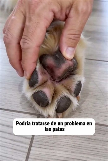 #pet #petsoftiktok #dogsoftiktok #dog #pethealth #petcare | dogs