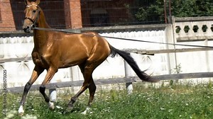 Golden akhal-teke horse running on a cord