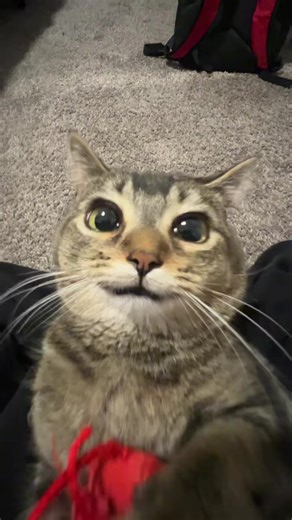 Adventures with Cats: Finding Your Happy Place