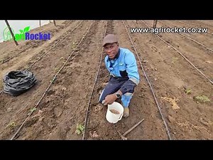 GROWING TOMATOES IN A GREENHOUSE: A STEP-BY-STEP GUIDE