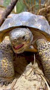 15K views · 5K reactions | Hope you're having a tip-top Turtle...