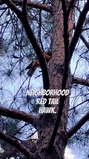 Red tail Hawk eating what looks like a chicken drumstick. #redtailedhawks #texaswildlife #raptor