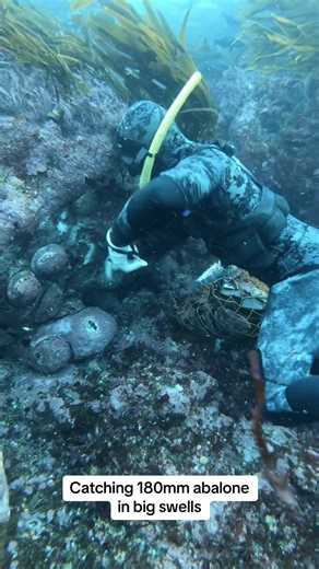 Discovering Large Paua in the Ocean Depths