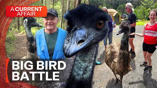 Fluffy the emu is somewhat of a celebrity on the Sunshine Coast, where he's made a lot of friends and a couple of enemies. Not everyone's a fan of the big bird, and some want him gone. #9ACA | A Current Affair