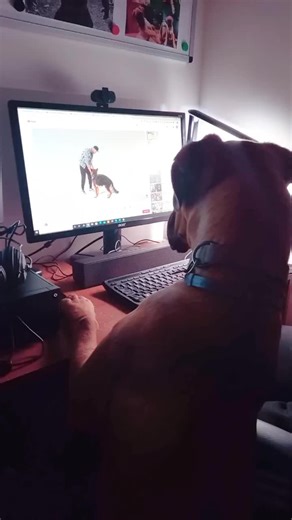 Online studying 😄🐶 #🤎 #🐕 #online #studying #onlinecoaching #boxerdog #mysmartdog🐶