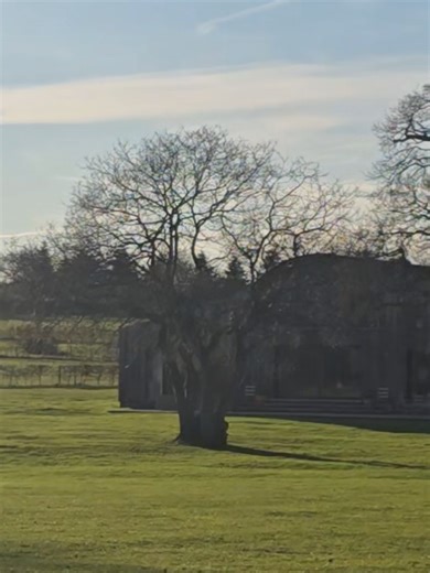 Discover the Secret Under Ed Sheeran's Tree