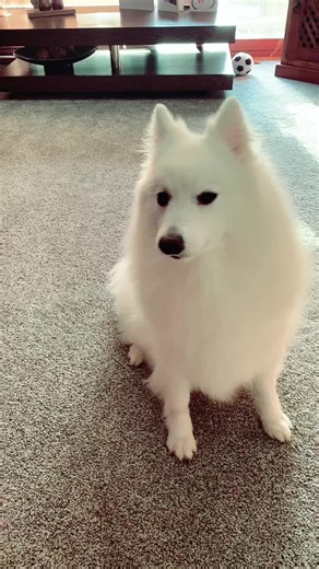 Princess Kumo: A Must-See Dog Mom's Adventure