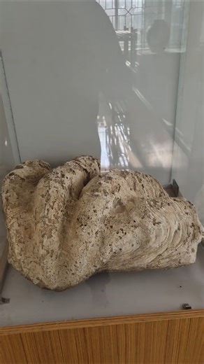 2.5 Crore Year Old Shell Fossil