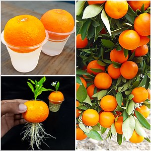 6K views · 101 reactions | How to grow orange tree at home from orange fruit || Best way to propagation | DIY IndoorGarden | Facebook