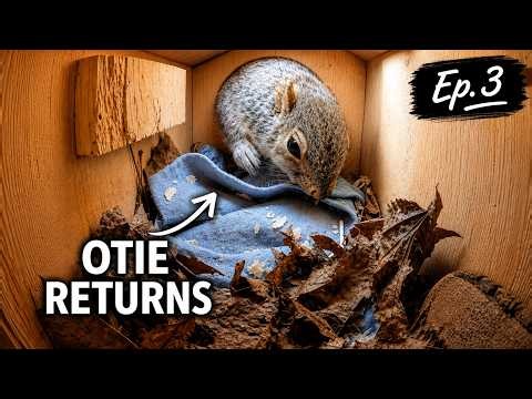 Otie RETURNS | Squirrel Nest Box Series | Episode 3