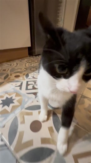 Understanding Cat Affection and Behavior