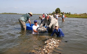 Oyster Shell Recycling Program