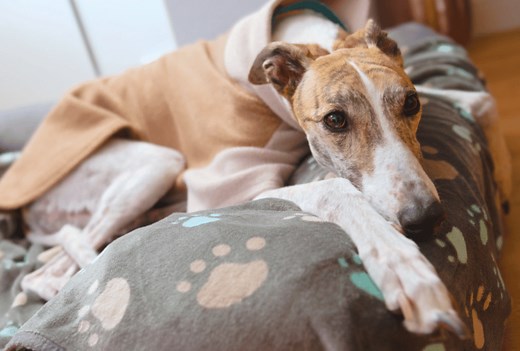 We Asked Vets: Why Dogs Like To Sit Behind Their Owners