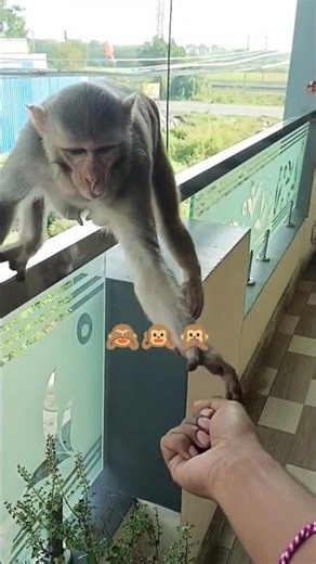 How to fool a Monkey!! 🙊🫣