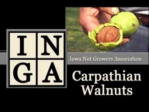 Carpathian Walnut