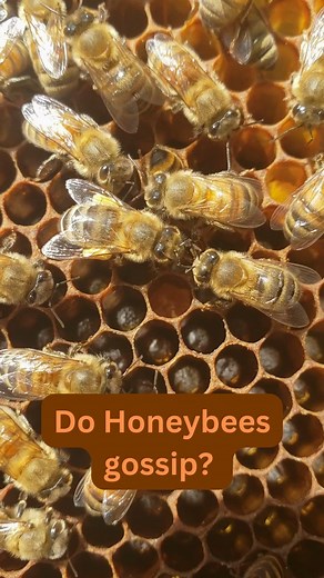 These honeybees are transferring nectar and communicating with their antenna! #Honeybees #BeeCommunication #BeeFacts #Pollinators #NatureLovers #InsectLife #SaveTheBees #Beekeeping #beekeeper 🐝🌼 | BeensBees