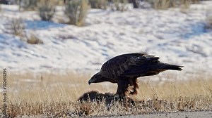 Golden Eagle eating a deer carcass that is roadkill in Wyoming.