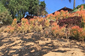 Firescaping: How to Protect Your Home with Fire Resistant Landscapes