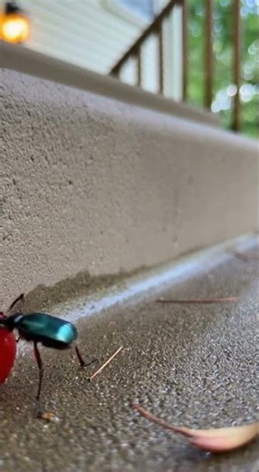 Beetle Rolls Cherry Tomato on Porch #beetle #nature