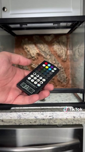 Setting Up a Bioactive Terrarium for a Darth Maul Tarantula