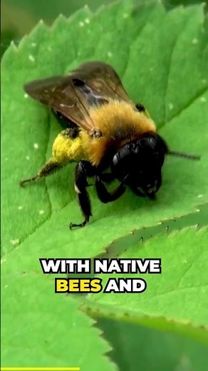 Mexican Plum a Native Fruit Tree for Pollinators!