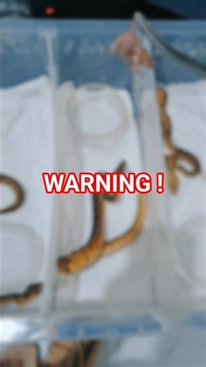 Baby Ball Python - Warning Live feeding