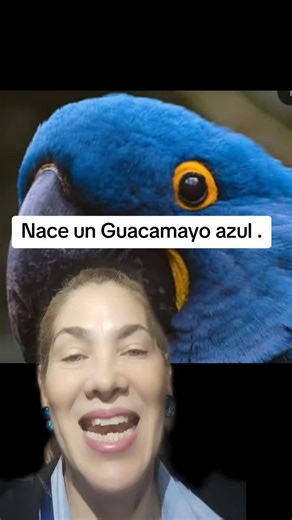 Nace un Guacamayo azul del Brasil se consideraba extinto hace 25 años #guacamayo #extinción #Brasil #azul .
