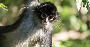 世界大自然紀行：赤道｜番組紹介｜ナショナル ジオグラフィック (TV)