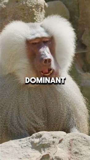 How Baboons Weaponize Their Smile Against Predators #wildlife #defense