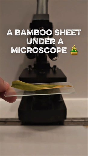oMicroscopic observation of a bamboo leaf #microscope #science #experiment