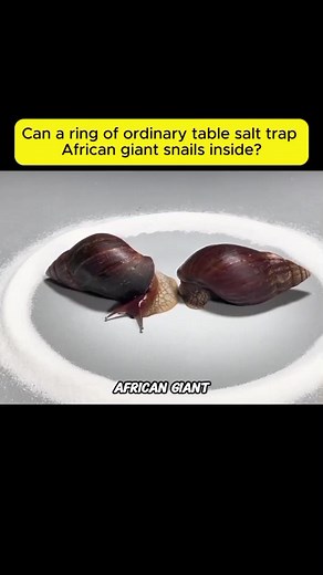 Giant Snails React to Salt: Watch Them Instantly Retract!