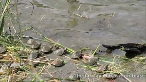 6K views · 19 reactions | Full adventure and excitement in the Peruvian Amazon Jungle. #Iquitos-#Perú    ▶ 3 Days/ 2 Nights: 480 USD ▶ 4 Days/ 3 Nights: 656 USD From 2 persons Includes: Accommodation - Complete meals - Ecotourism tours For more information ☎+51 14694521 +51 9891 40606 ▶ reservas@pacayasamiria.com.pe | Pacaya Samiria Amazon Lodge | Facebook