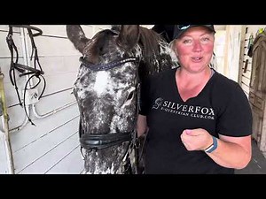 How to properly put a bridle on your horse