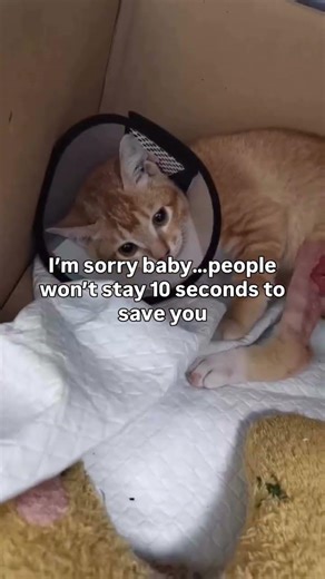 Surgery update: Her broken leg surgery went so well! She still needs medication. Link in bio.