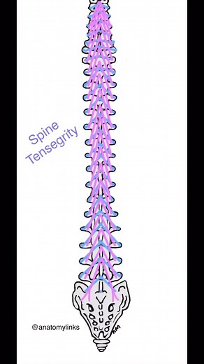 DEEP SPINAL MUSCLE LINKS- the spine is LINKED from skull to sacrum with a continuity of deep layer muscles. These muscles, the Transversospinalis groups, have a major role in maintaining spinal stability and when they are weak or dysfunctional, correlate with back pain. In the low back, we can see from this model how these muscles function to contract and maintain our spinal curvatures and reduce harmful shear forces on our joints and discs. Very often these deep muscles are weak, even atrophied