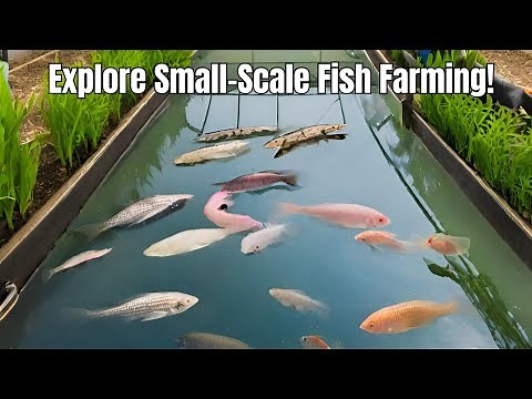 My Journey: Starting Small-Scale Aquaculture with Tilapia and Catfish | Small-Scale Fish Farming
