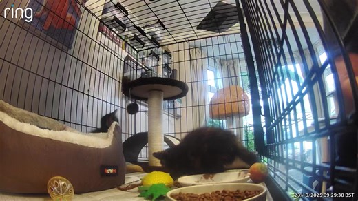 4.3K views · 258 reactions | We have swapped out the babies cave for a proper climbing cat tree because I was worried about Carly falling. Joni is having such fun with the ball toy but Carly is too busy eating, I think she comfort eats. | The Ginger Cat House Rescue, Refuge and Rehome centre. Surrey UK | Facebook