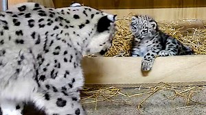 Adorable moment newborn snow leopard takes first steps at UK zoo