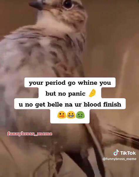 funny bros_meme on TikTok