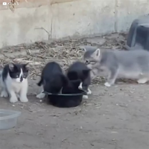 11K views · 1.3K reactions | Cats on the street suffered greatly, and poor care spread a terrible disease. "FIV", or Feline Immunodeficiency Virus, was a disease very similar to human AIDS, and although it was not contagious to other species, the cats were rejected. Finding homes seemed like an impossible opportunity, but soon their meowing would reveal the truth. | Meow Meow | Facebook