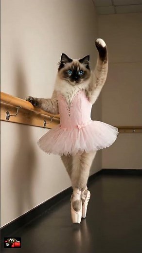 Une jolie chatte ballerine qui fait des entrechats !