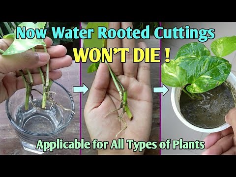 How to Transplant Water Rooted Cuttings in Soil // Move Plants Cuttings from Water to Soil